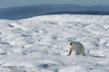 Polar Bear Resting on Iceberg