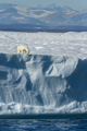 Polar Bear Resting on Iceberg