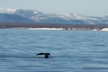 Bowhead Whale