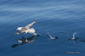 Northern Fulmar