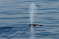 Bowhead Whale