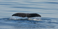 Bowhead Whale