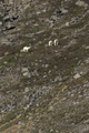 Polar Bears on Mountainside