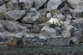 Polar Bear on Rocks