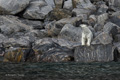 Polar Bear on Rocks