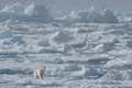 Polar Bear on Ice in the Fog