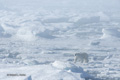 Polar Bear on Ice in the Fog