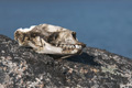 Seal Skull