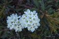 Marsh Labrador Tea