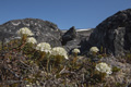 Marsh Labrador Tea