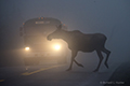 Moose Crossing Foggy Road