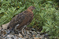 Willow Ptarmigan