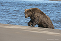 Coastal Brown Bear Crossing Silver Salmon Creek