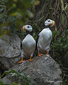 Horned Puffins