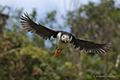 Horned Puffin in Flight