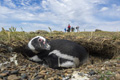 Magellanic Penguin in Poorly-Placed Burrow