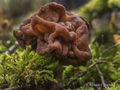 False Morel